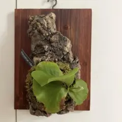 Platycerium ridleyi ビカクシダ リドレイ 板付のサムネイル