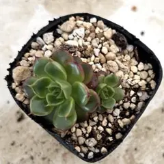 アマンダ様 リクエスト 2点 まとめ商品