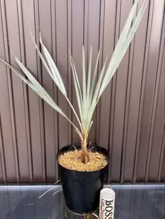 2025年最新】ブラヘアアルマータの人気アイテム - メルカリ