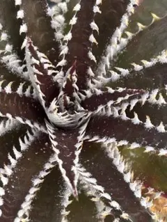 ディッキア Dyckia unknown ex. Bill Baker - メルカリ