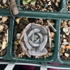 多肉植物 抜き苗 エケベリア チェリークイーン - メルカリ