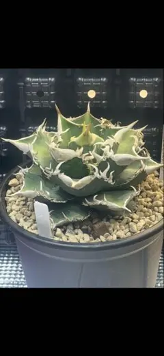 2026年最新】Cj アガベの人気アイテム - メルカリ