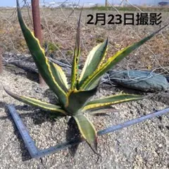 2026年最新】フェロックス バターフィンガーの人気アイテム - メルカリ