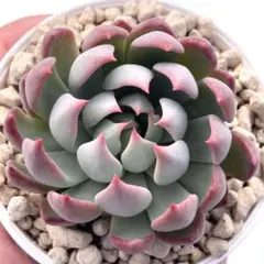 美*♬様 【極上苗】ミックスベリア 赤鬼 多肉植物 おらいさん 自家繁殖苗