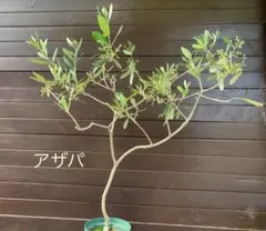 引き取り限定！オリーブの木 希少品種 「アザパ」約200cm テラコッタ風