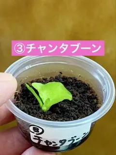 ③チャンタブーン　胞子培養株　ビカクシダのサムネイル
