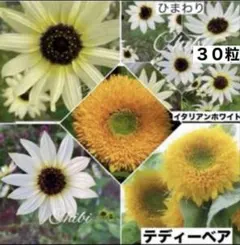 ❤️まき時☆ひまわりイタリアンホワイト 種３０粒&ひまわりテディーベアー種１０粒