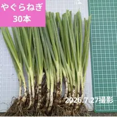 【農家直送】期間限定やぐらねぎ無農薬、増えるネギ、自然栽培、家庭菜園にもおすすめ 農家直送】期間限定やぐらねぎ無農薬、増えるネギ、自然栽培、家庭菜園