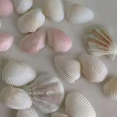 貝殻セット（ホワイト・ピンク）　工作　ハンドメイド