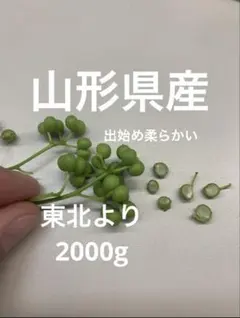 群馬県産 山椒の実2.3キログラム♡ - メルカリ