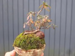 2026年最新】ツツジ盆栽の人気アイテム - メルカリ