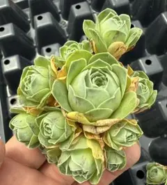 2026年最新】観葉植物 アエオニウムの人気アイテム - メルカリ