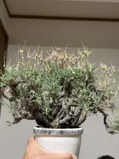 ペラルゴニウム　ミラビレ　2株セット　発根済　鉢ごと　メルカリ便 植物】ぺラルゴ二ウム ミラビレ 現地株 発根済み ＜2＞ | A