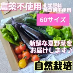 【箱数限定価格】農薬不使用 化学肥料不使用 野菜詰め合わせ 野菜セット 夏野菜 箱数限定】農薬不使用 化学肥料不使用 野菜詰め合わせ - メルカリ