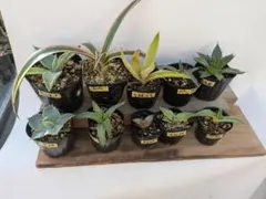 2025年最新】アガベ 子株 セットの人気アイテム - メルカリ