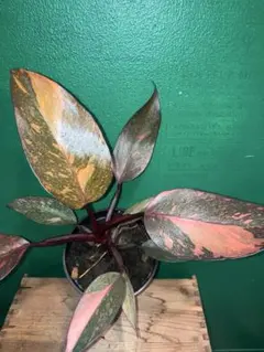 中 フィロデンドロン 斑入り philodendron Brown Beauty | Mercari