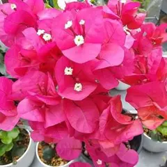 2026年最新】ブーゲンビリアの人気アイテム - メルカリ