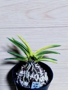 2026年最新】富貴蘭 白牡丹の人気アイテム - メルカリ