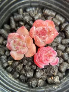 ぴ*⟡様 現品　新作　多肉植物　エケベリア　小苗　3株　5cm鉢