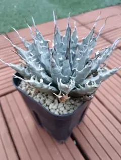 オアハカワイルド　現地球　極上 オアハカワイルド 現地球 OAXACA