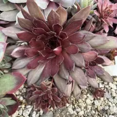 多肉植物＊センペルビウムPlum Parfait＊1苗根付き抜き苗 - メルカリ
