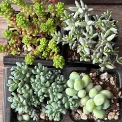 もっちぃ様 リクエスト 2点 まとめ商品