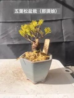 2026年最新】那須五葉松の人気アイテム - メルカリ