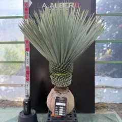 2025年最新】ユッカ リギダの人気アイテム - メルカリ