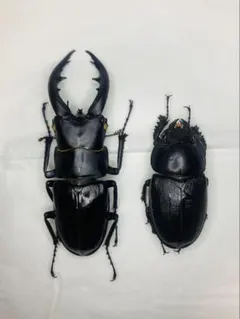 2025年最新】クワガタの人気アイテム - メルカリ