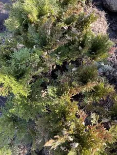 yasu様 リクエスト 2点 まとめ商品