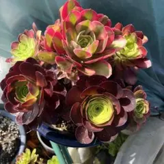 多肉植物。 アエオニウム欧嘉麗法師錦抜き苗13頭 - メルカリ