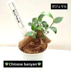 2026年最新】他の方はご購入出来ませんのでご注意ください。の人気