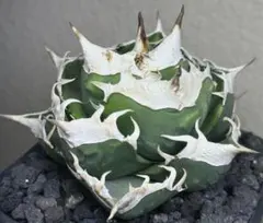 アガベ SAD 大株　どちらか1つ選んでください アガベsad | STORES