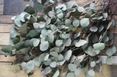 Hanana様専用　ユーカリ ポポラス 40本 30cm～45cmドライ