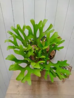 2025.9/1〜】板付ビカクシダ P. Ridleyi dwarf silver | I ridleyi