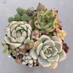 多肉植物　エケベリア・セダム　寄せ植えセット