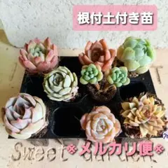 703.多肉植物☆人気☆韓国レア苗　グレース　ロココ　女雛錦　８苗※メルカリ便※