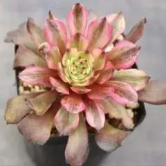 91#多肉植物アエオニウム錦❤️花火❤️ 18頭18cm 土付き出荷 27 #多肉植物アエオニウム錦❤️銅花順錦❤️1大頭13cm拔き苗 - メルカリ