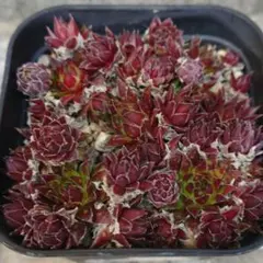 ホワちゃん様 リクエスト 2点 まとめ商品