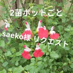 saeko様 リクエスト 5点 まとめ商品