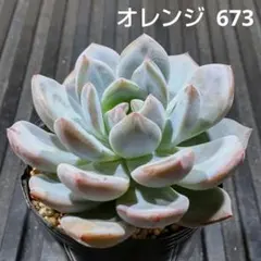 多肉植物 エケベリア エレガンス×スリョン 抜き苗 - メルカリ