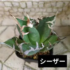 puka puka様 リクエスト 2点 まとめ商品