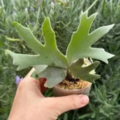 P. Willinckii Jade Girl(spore) 【11】 P. willinckii 'Jade Girl. spore grown どれもこれも同じに見える