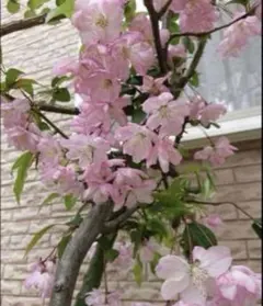 ハナカイド◯(花海堂) 挿し穂5本のサムネイル