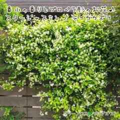 お買い得！ツボミ付きスタージャスミンの抜き苗2本セットB - メルカリ