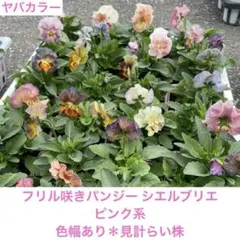 パンジー　シエルブリエ　① 10/18 メルカリ便　みぃねこ♡です。 パンジー シエルブリエ ① 10/18 メルカリ便 みぃねこ♡様専用です