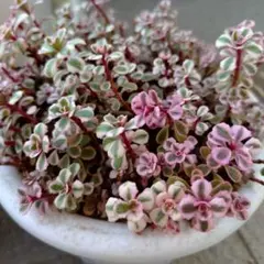 bananan様 リクエスト 2点 まとめ商品