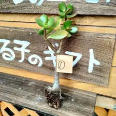 花月　①金のなる木　古苗　抜き苗発送のサムネイル