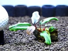 ブセファランドラ《レア種》『アテナ・ブルー』【半水中葉】溶岩石活着株①
