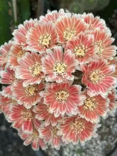 専用ページです！花サボテン カキコ2個♬ 専用ページです！花サボテン カキコ2個♬ 【公式通販】